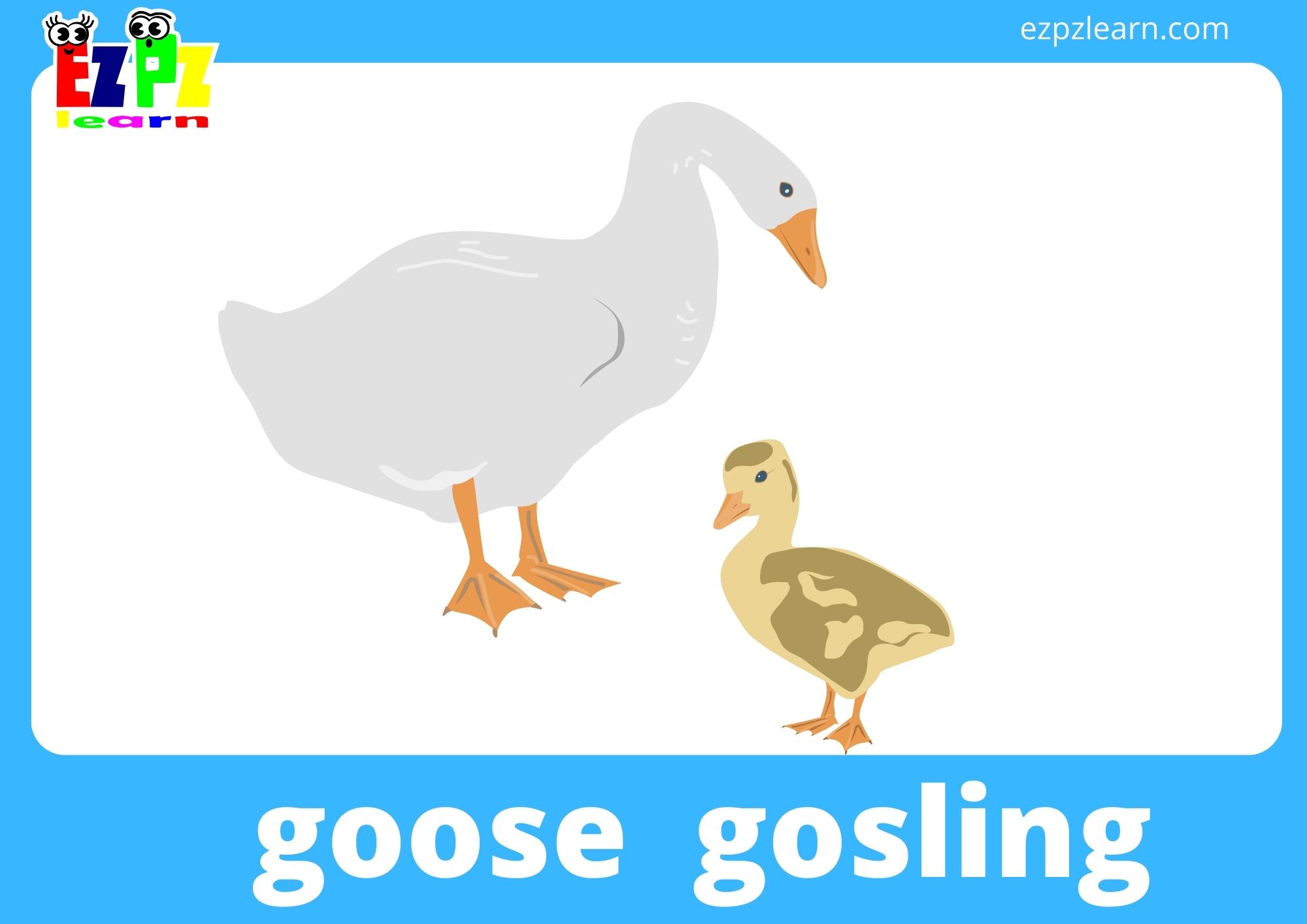 goose and gosling